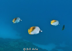 Threadfin butterfly by Bill Arle 